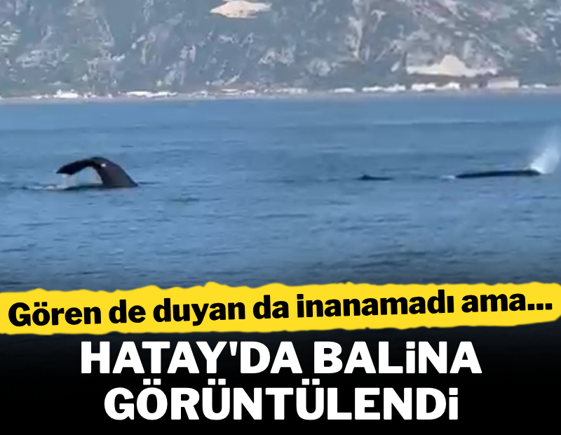 Hatay'da ortaya çıktı, görenler gözlerine inanamadı! Ekipler hemen alarma geçti