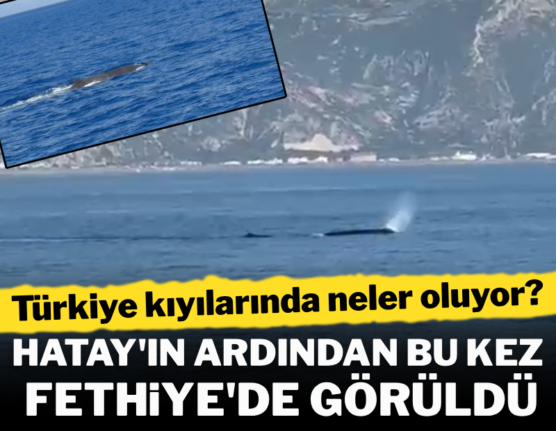 Türkiye kıyılarında neler oluyor? Hatay'ın ardından bu kez Fethiye'de görüldü!
