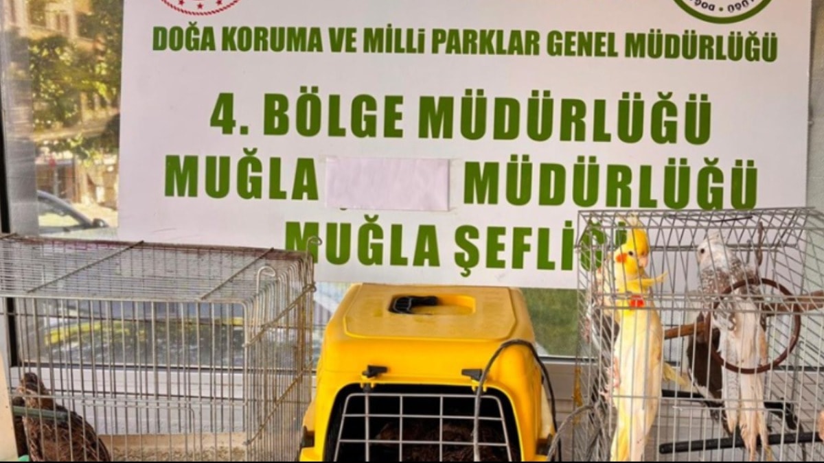 Muğla'da 13 yaban kuşu ele geçirildi