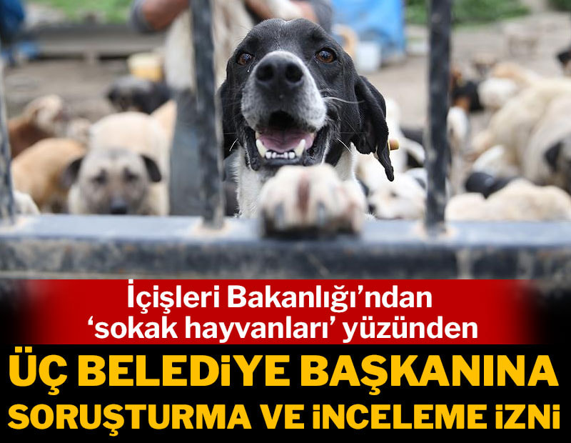3 belediyeye 'sokak hayvanları' için soruşturma ve araştırma izni!