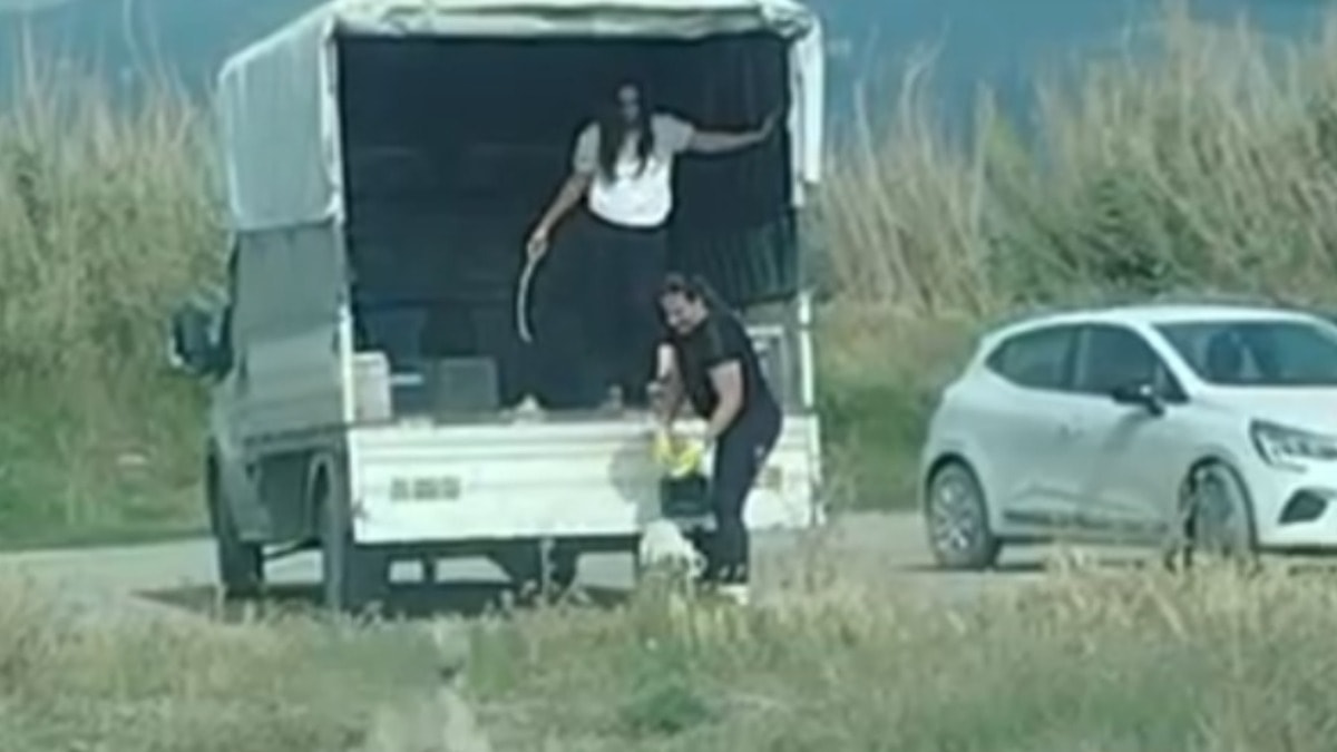 Bir kamyonet sokak köpeğini bıraktıkları yere bakın
