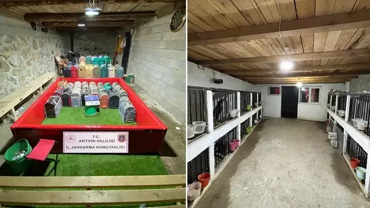 Artvin'de 'horoz dövüşü' operasyonu