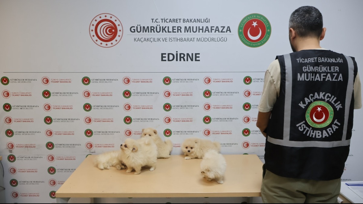 Gümrükte yakalandılar: Tanesi 80 bin TL'den satılıyor