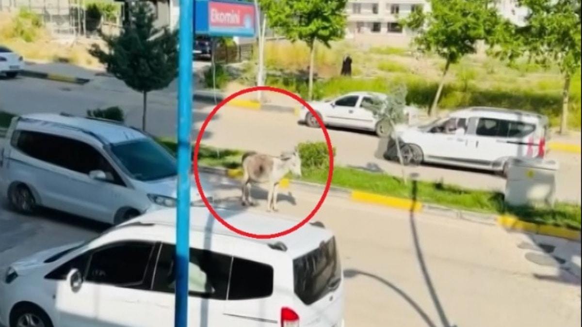 Kara yoluna çıkan başıboş eşek trafiği aksattı