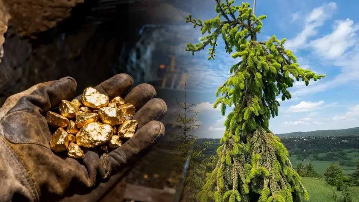 Bu ağaçlar altın yataklarının yerini gösteriyor