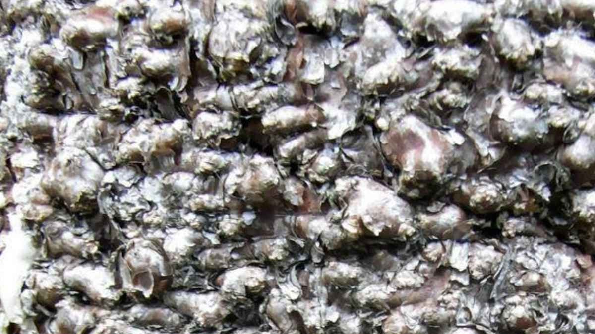 Dünyanın en gizli ağacı: Yeri sır gibi saklanıyor sadece 45 tane kaldı