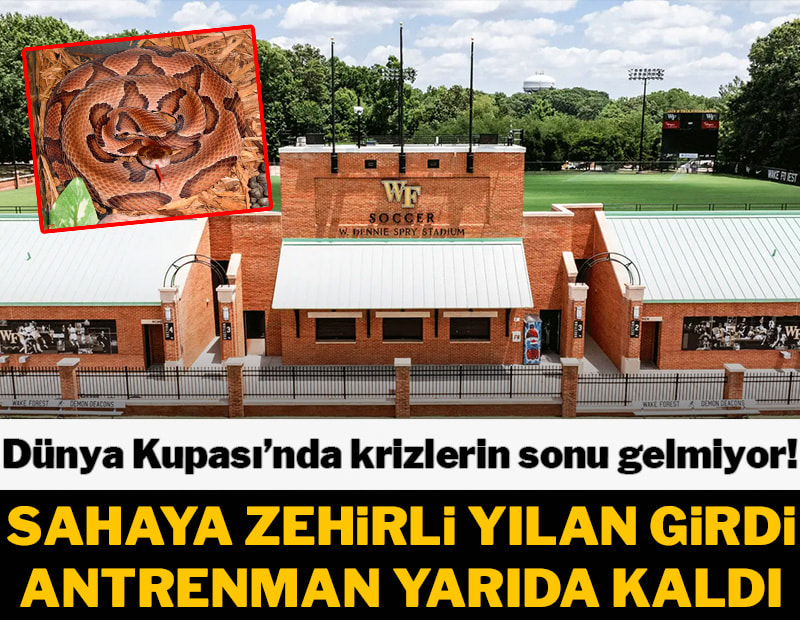 Dünya Kupası idmanında sahaya zehirli yılan girdi! Antrenman yarıda kaldı