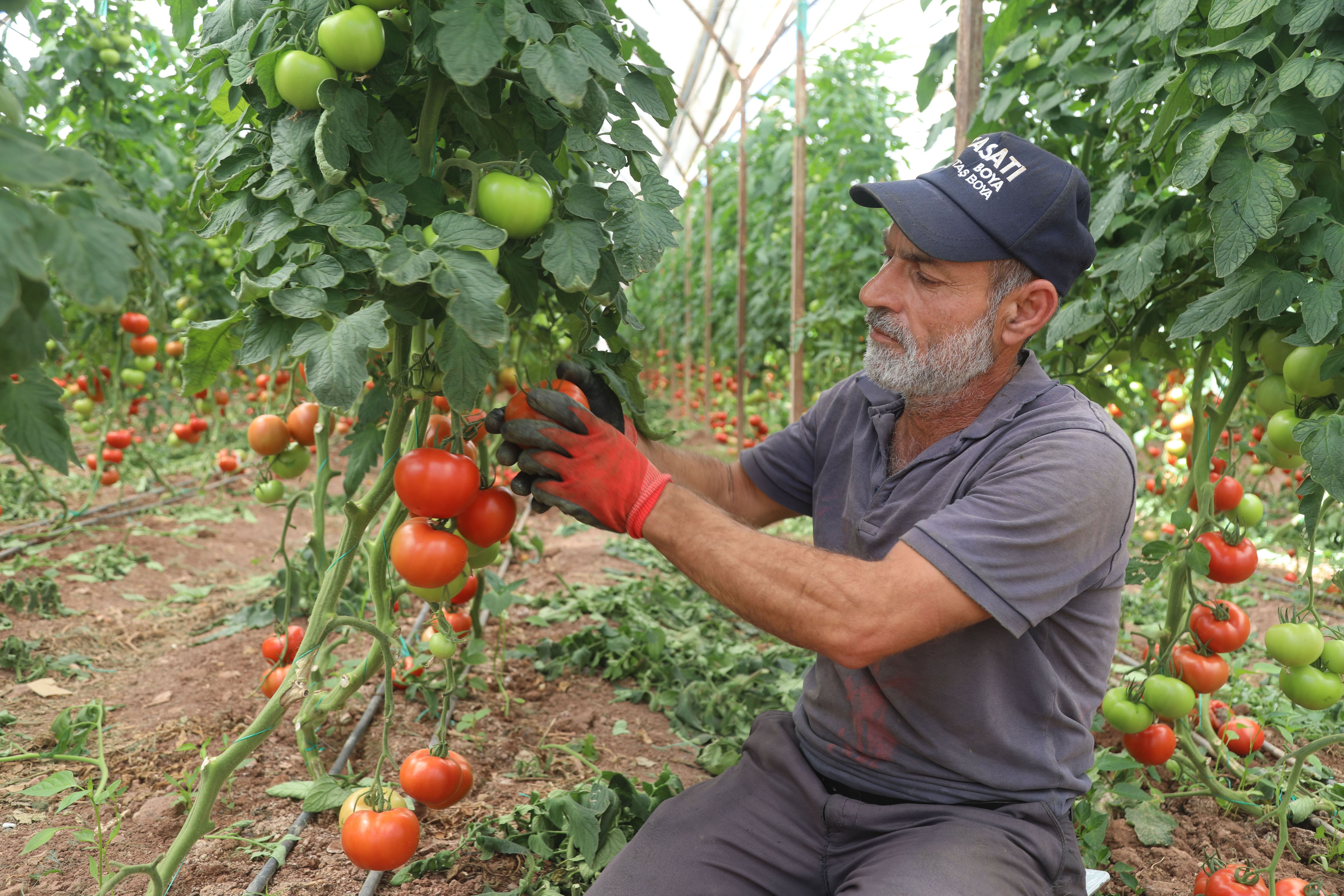 Domateste yaz hasadı başladı: Tarladan markete gidene kadar fiyat 7 kat katlanıyor