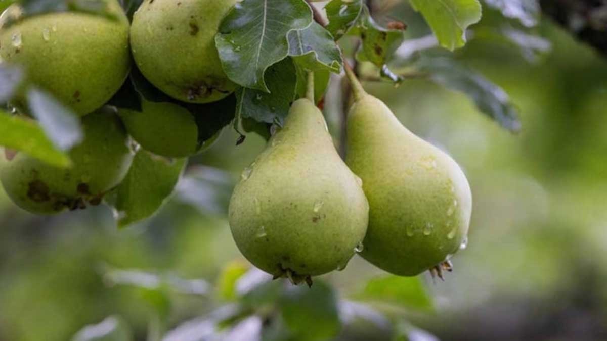 Daha bol meyve hasadı için yazın budamanız gereken 7 meyve ağacı
