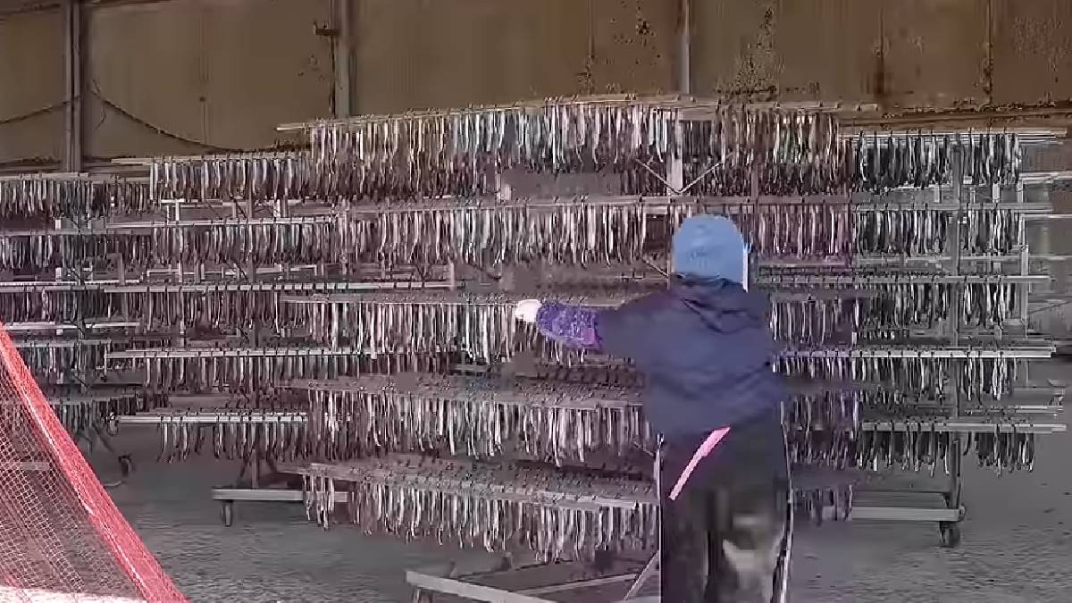 Güney Koreliler pişirmeden yiyor: Tek işçi günde 4 bin adet yapıyor