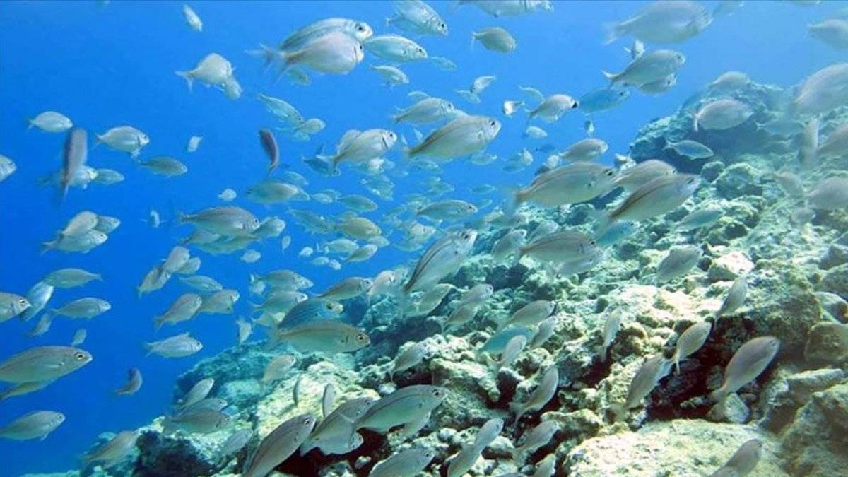 Sudan fırlayıp havadaki kuşu kapıyor: Piranadan daha tehlikeli balık