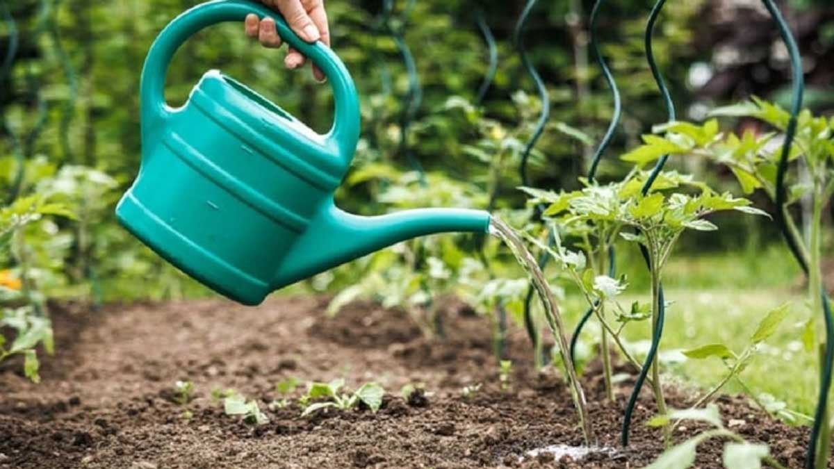 Asla ekmemeniz gereken 4 istilacı bitki, evlerin temelini bile çatlatabiliyor