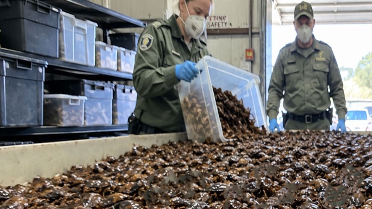 Gizli bölmeden tam 100 bin tane çıktı: Değeri 200 bin dolar
