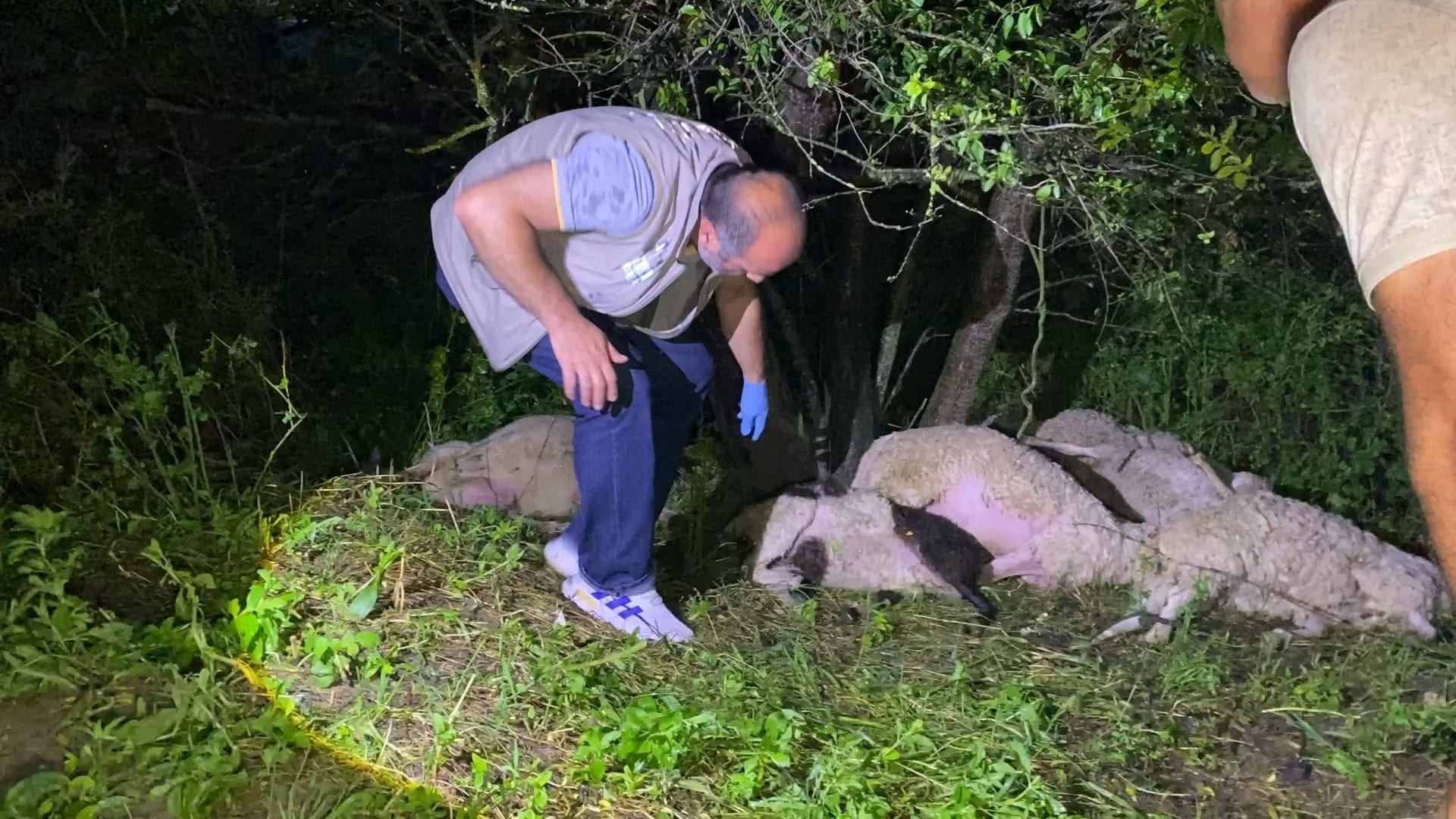 Bir anlık hatası koyunlarının hayatına mal oldu