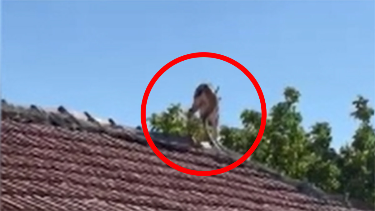 Çatıda gören hemen telefona sarıldı