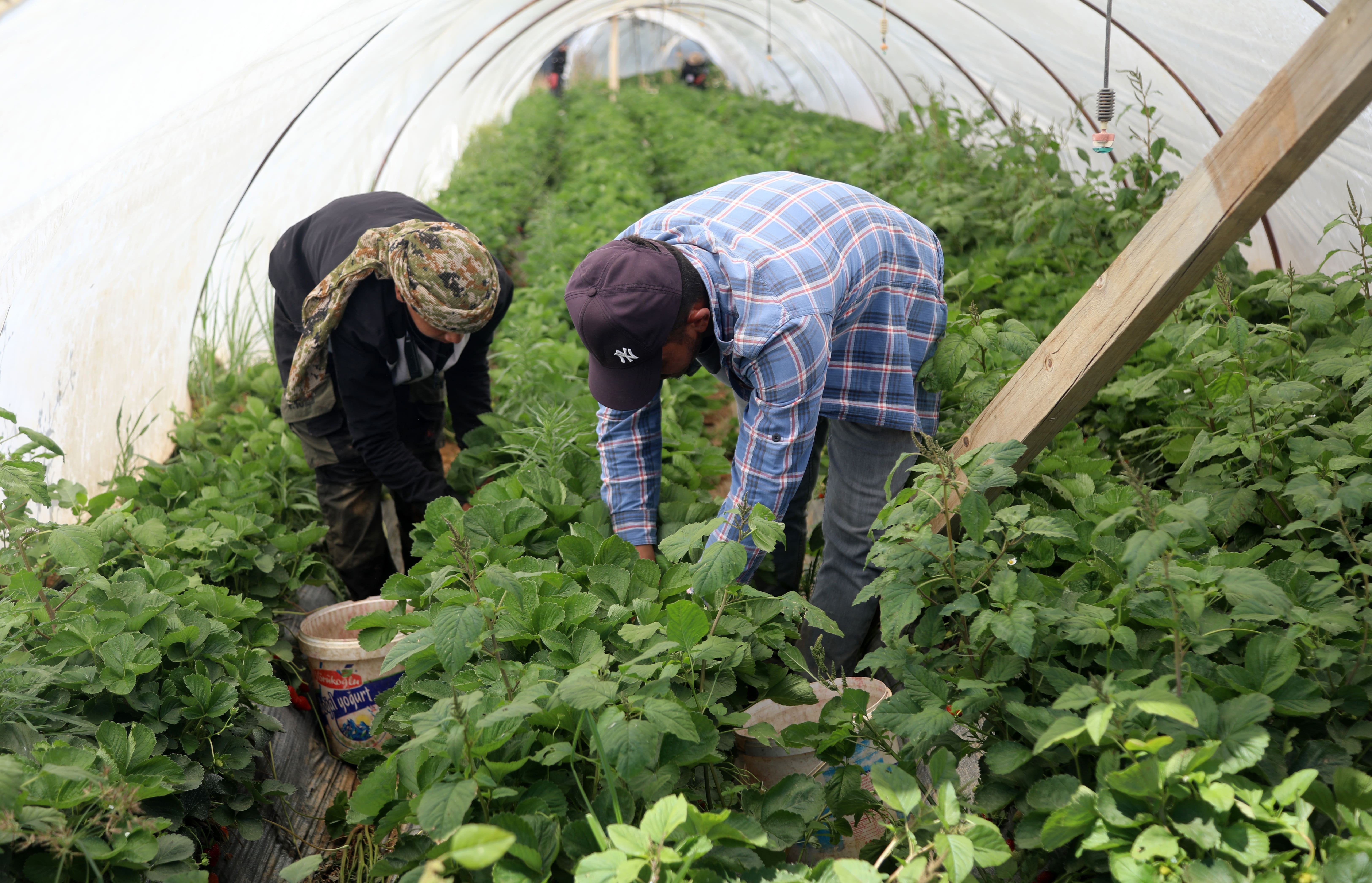 Yılın son hasadı yapılıyor: Halde 25, markette 150 lira