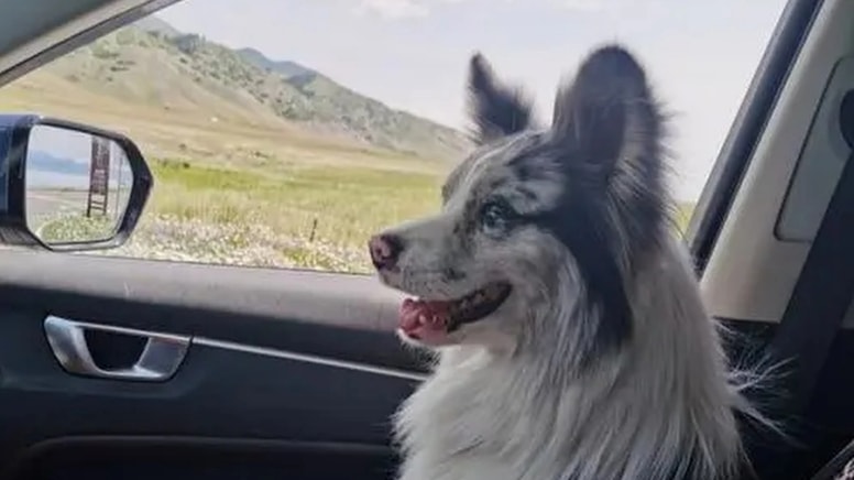 Milyonların takip ettiği köpeğin hazin sonu: Çalıp 34 dolara et restoranına satmışlar