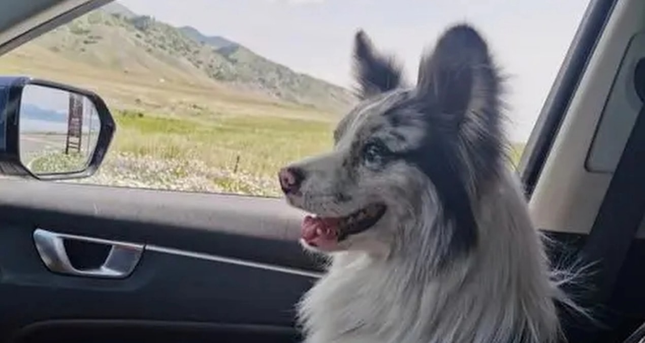 1,5 milyon takipçili fenomen köpeğin trajik sonu