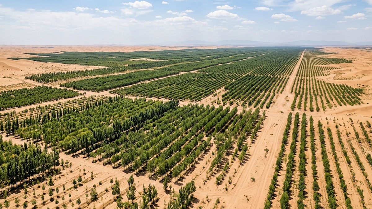 8 milyon ağacı çölün ortasına tek başına dikti 