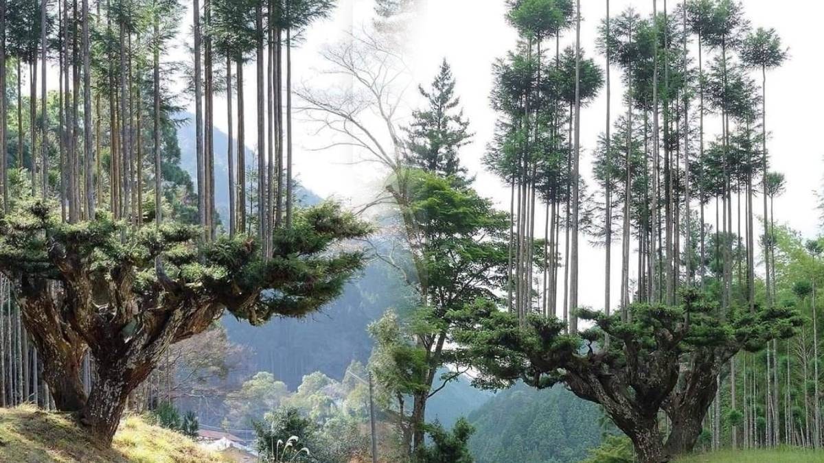 Bir tane bile ağaç kesmeden odun üretiyorlar: İşte Japonların 800 yıllık yöntemi