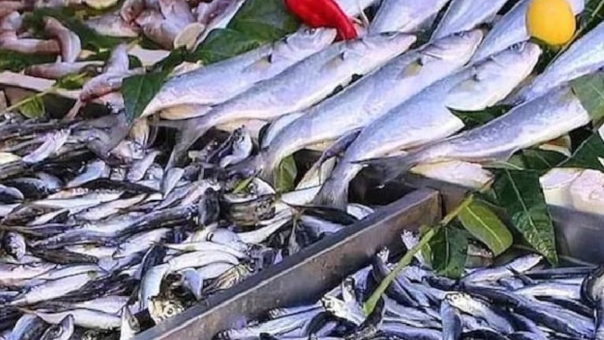 En sağlıklı balık açıklandı: Kapış kapış satılıyor