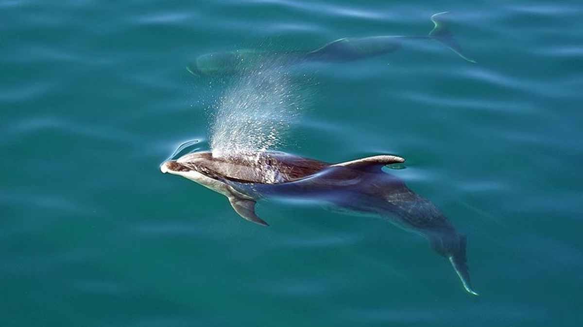 En zeki hayvan yunus değilmiş: Yıllardır yanlış biliyormuşuz