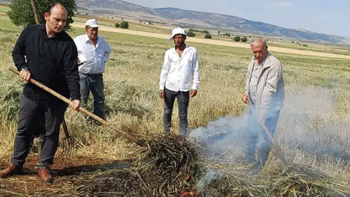 Yılda sadece 10 gün üretilip yurt dışına ihraç ediliyor: Hasadı başladı