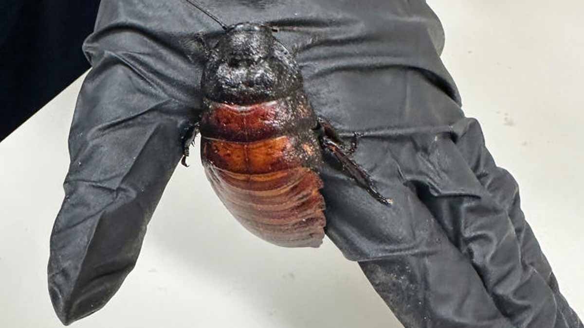 Bu hamam böceğinin değeri 6 milyon lira