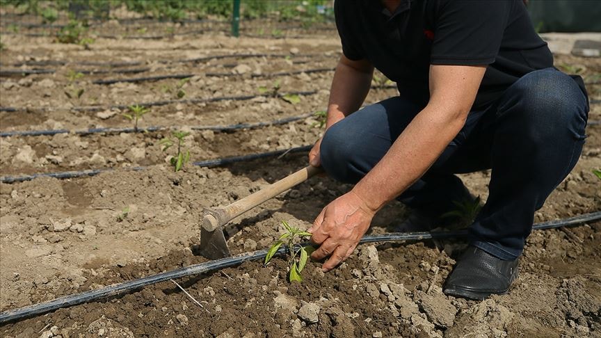 Hobi bahçeleri için yeni karar: Kanun teklifi TBMM'den geçti
