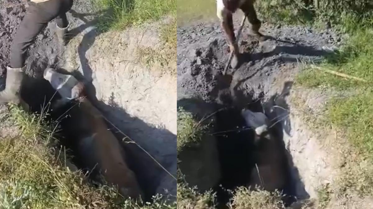 Define aramak için kazılan çukura düşen inek kurtarıldı