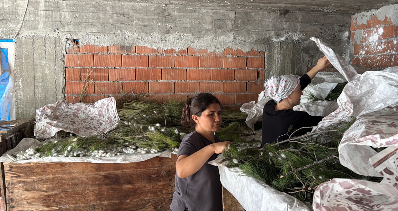 Köyceğiz'de ipek böcekçiliği tek paket 80 bin lira kazandırıyor kapak görseli