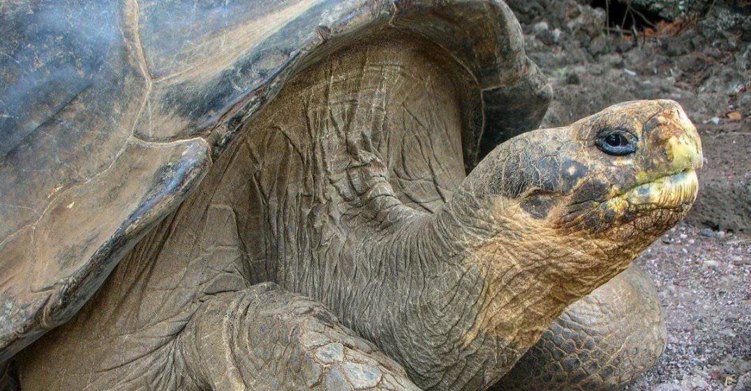 Nesli iki kez tükenen kaplumbağa hala aramızda dolaşıyor olabilir
