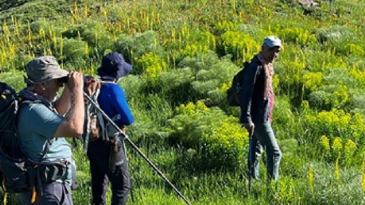 Sabah 03.30'da yola çıkıyorlar: Dağların hazinesinin kilosu 3 bin lira