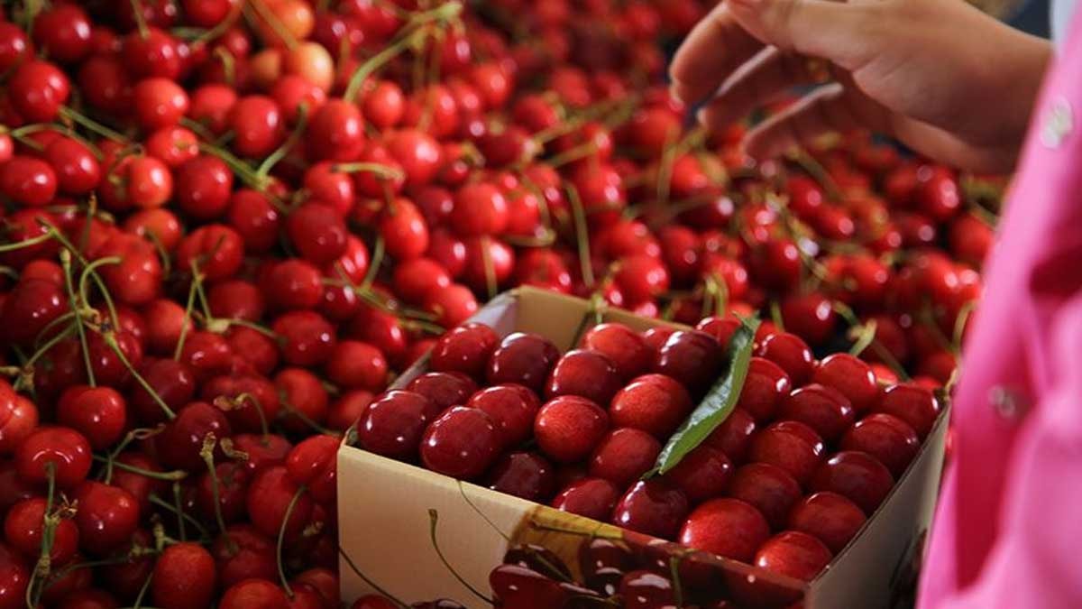 Kirazları daha yakından incelediler: Bizi işte böyle kandırıyorlar