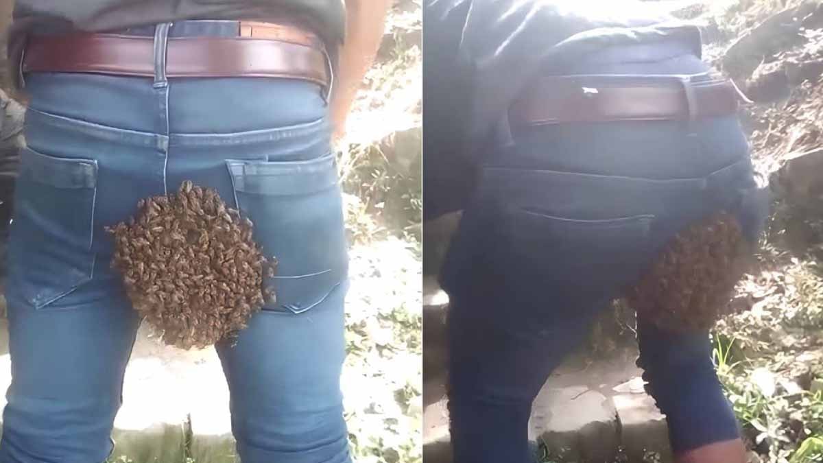 Pantolonuna Kraliçe arı girdi, binlerce 'muhafız' peşinden gitti! Hayatının en uzun 30 dakikasını geçirdi