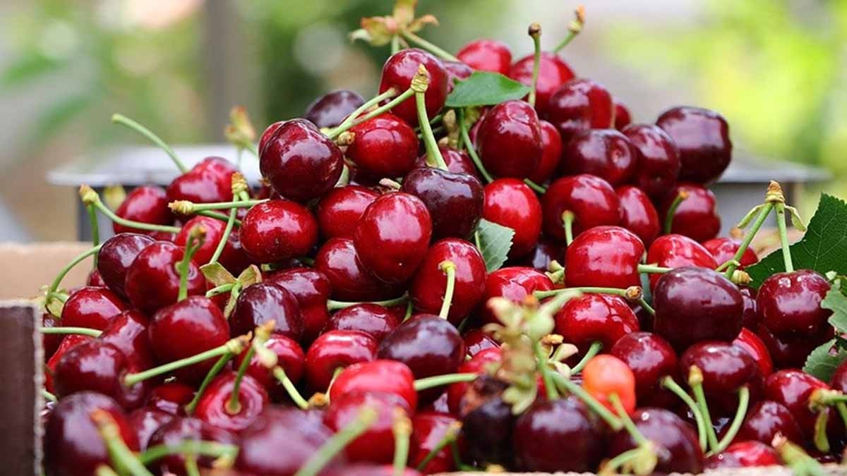 Günde 2 fincandan fazlasını yiyenler dikkat: Kirazın bilinmeyen yan etkisi ortaya çıktı