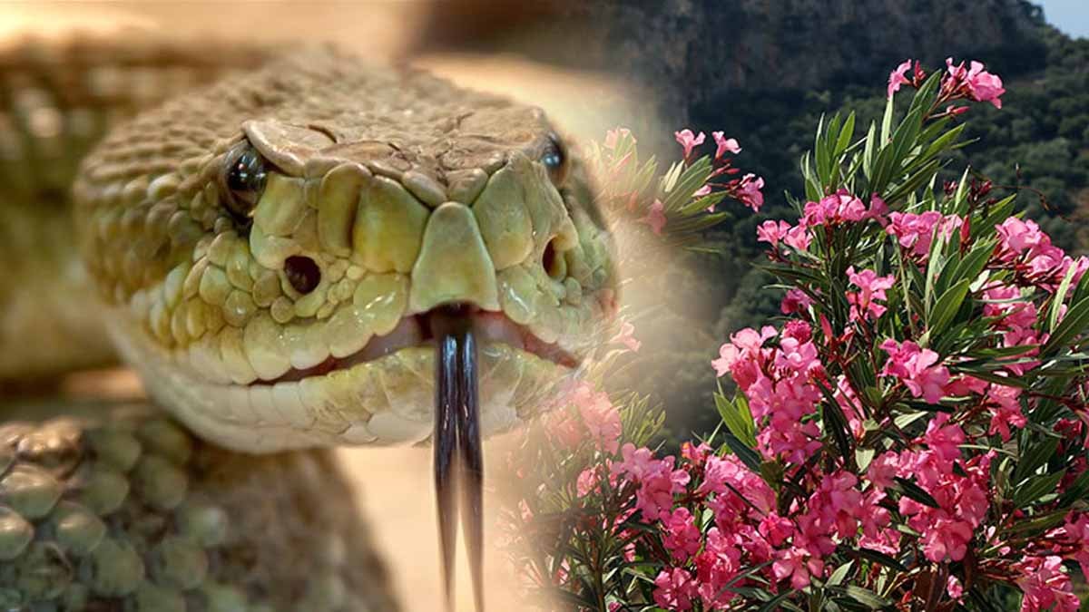 Bu popüler bitki meğer yılanları eve çekiyormuş