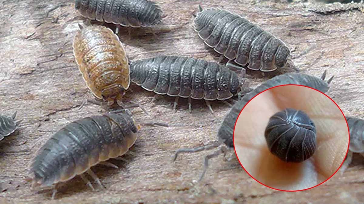 Mars mağaralarına 'tespih böceği' ordusu iniyor