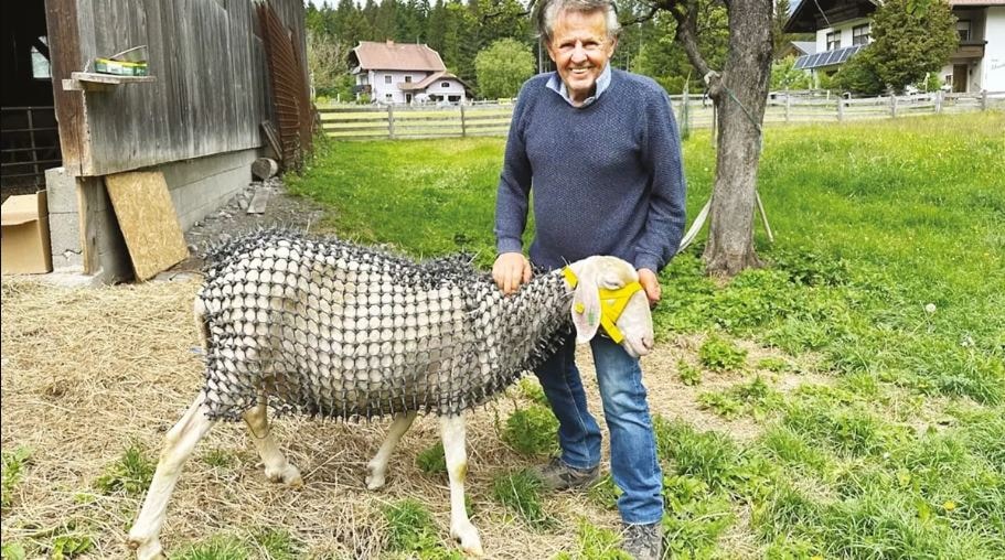  3 yıl boyunca durmadan çalıştı: Koyunlarını şövalyeye çevirdi