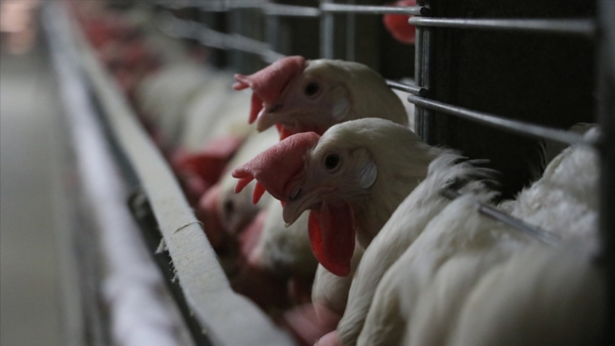 Kuş gribi alarmı büyüyor: Bir ülke kümes hayvanı ithalatını durdurdu