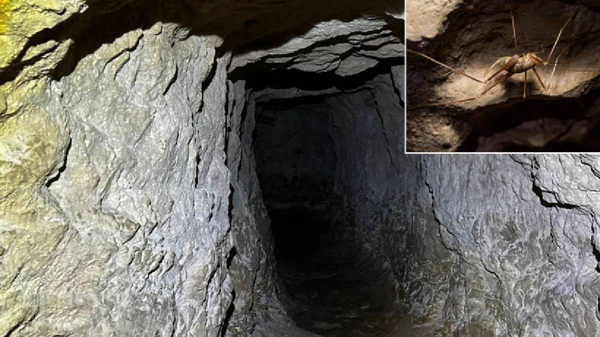 Adını Yüzüklerin Efendisi'nden al mağarada yeni bir canlı türü keşfedildi