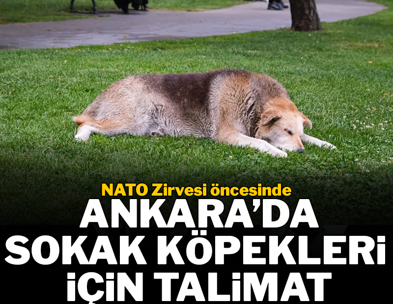 NATO Zirvesi öncesi emniyetten belediyelere sokak köpekleri için talimat