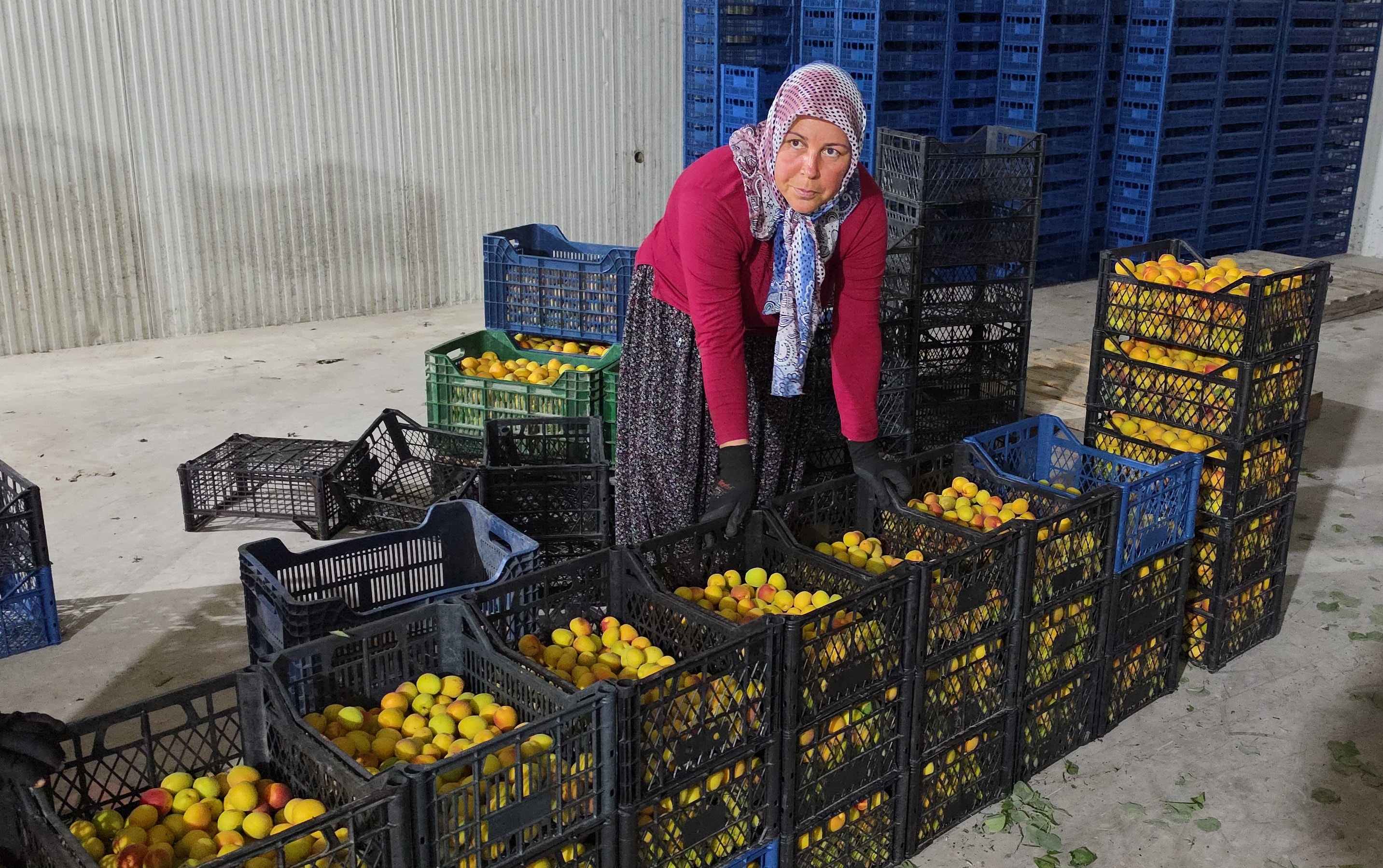 Kasa kasa hasat edilip Rusya ve Romanya'ya gönderiliyor: Kalitesine göre fiyatı değişiyor