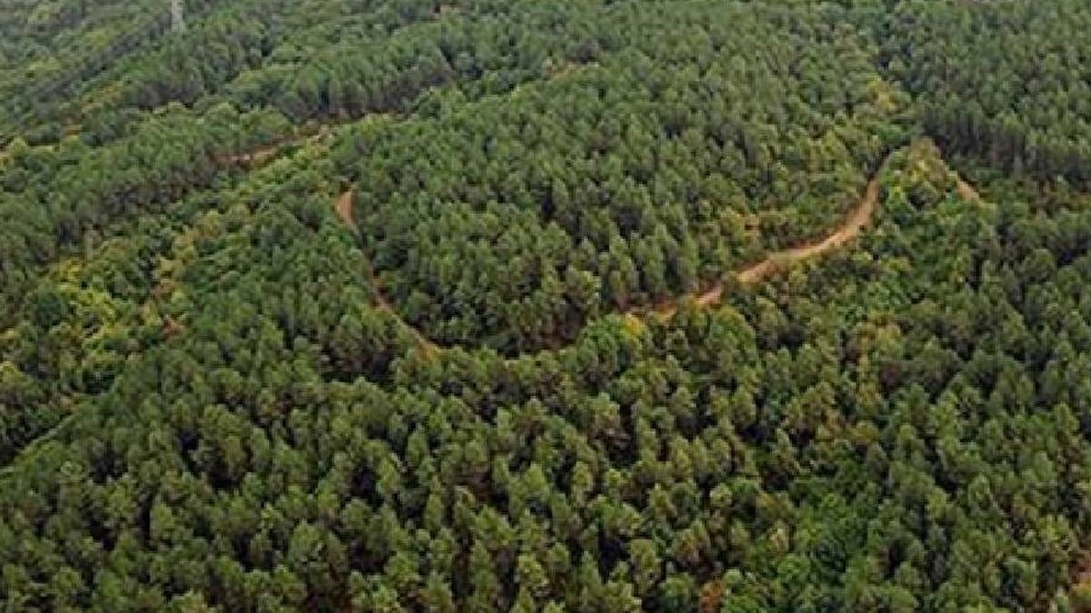 Harita veya dedektöre ihtiyaç kalmıyor: Bu ağaçları gören altını buluyor