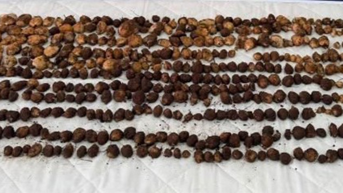Doğada bulup topladılar, 2 milyon TL ceza yediler