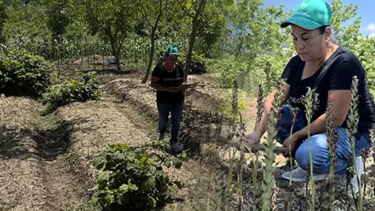Özel izinle ekmeye başladı: Şimdi servet kazanıyor