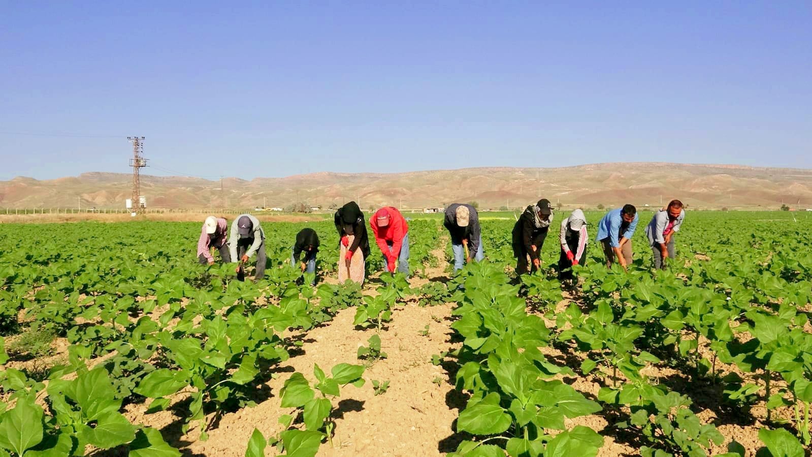 600 kilometre yol gelip saat 5'te mesaiye başlıyorlar