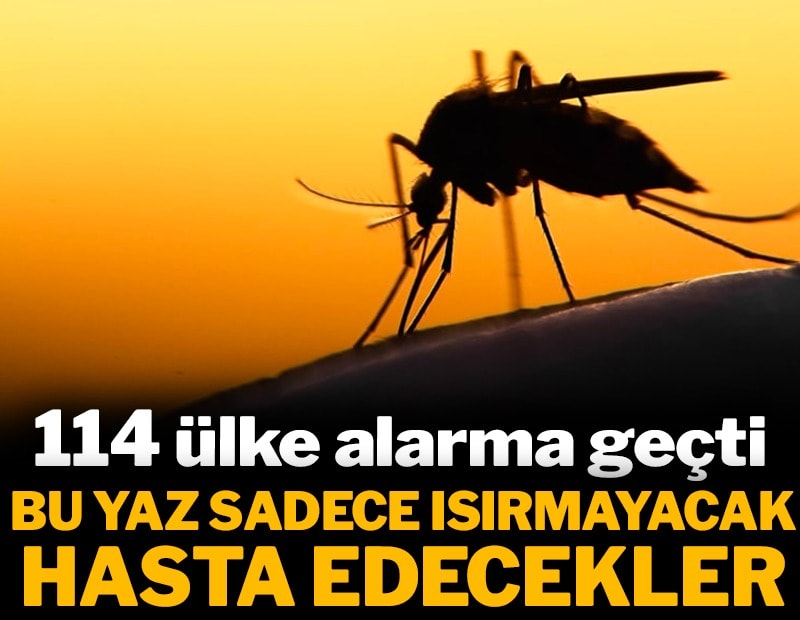 Bu yaz sivrisinekler sadece ısırmayacak hasta edecek: 114 ülke alarma geçti