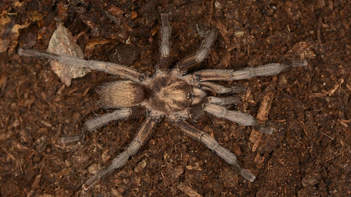 İşte Türkiye'nin yeni tarantulası! Resmen tescillendi