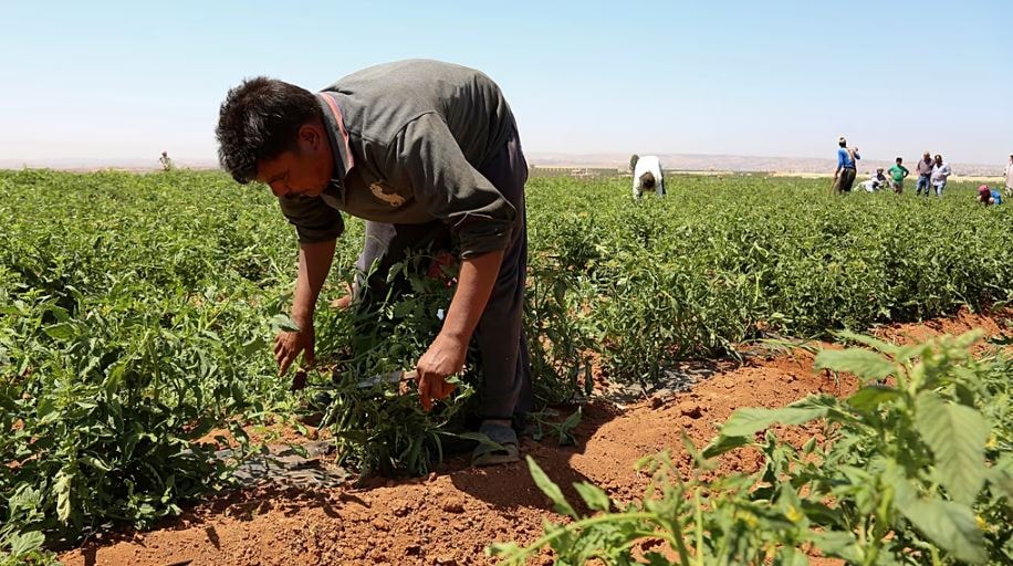 Komşu ülke 5 bin tarım işçisi alacak: Avrupa'da istihdam açığı büyüyor